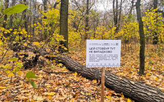 На певних локаціях у Києві залишатимуть зрізані стовбури дерев та сухостій – для чого