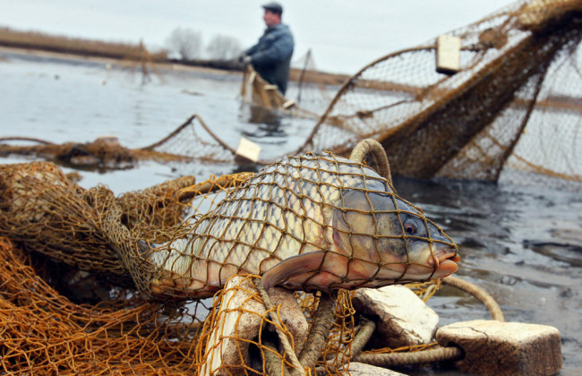 В Николаеве более 160 тысяч гривен штрафа назначили мужчине, который сетками ловил ценные виды рыбы