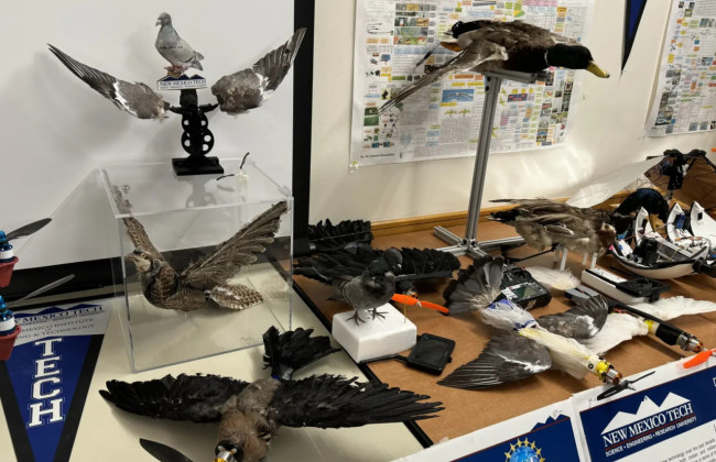 Исследователи разработали дроны-зомби-утки из тел мертвых птиц – фото