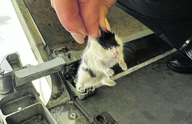 130 хомяков-беглецов заставили самолет совершить аварийную посадку