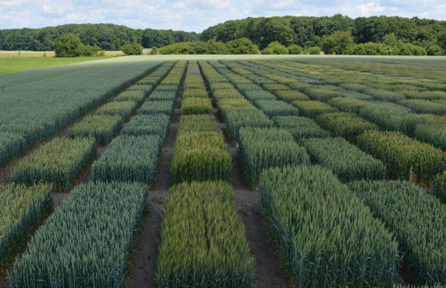 В Украине запускают новый сервис еРослинництво — в нем будет ряд реестров
