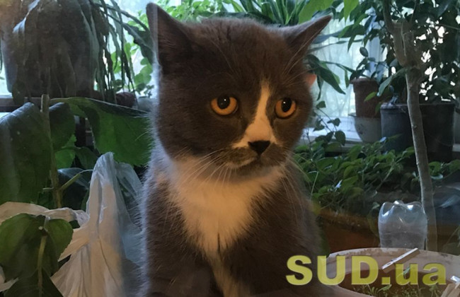 Выбросила с 8 этажа — в Киеве суд наказал женщину за убийство кота