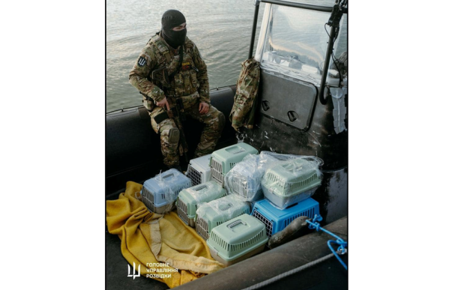 Разведчики провели нетипичную эвакуацию с острова Змеиный – спасли 15 котиков на «большую землю»