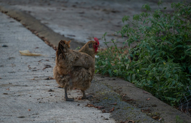 АМКУ розпочав розслідування причин підвищення цін на яйця