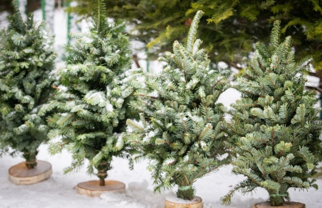 У Києві з 5 грудня стартують офіційні ялинкові ярмарки – список локацій