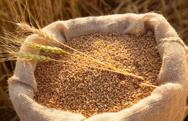 В Україні запрацює режим експортного забезпечення для окремих сільськогосподарських товарів