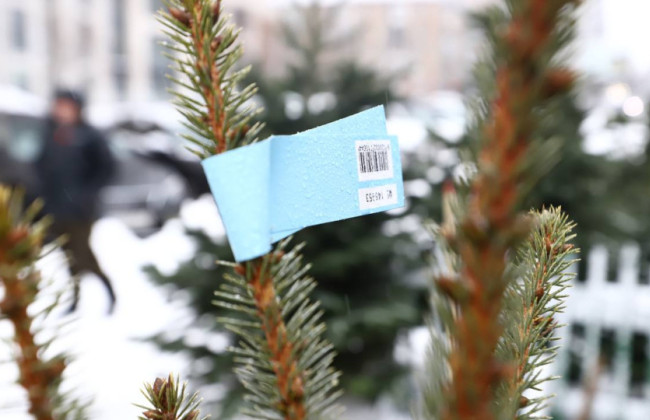 Як не купити ялинку поза законом у Києві – у поліції вказали, на що звертати увагу