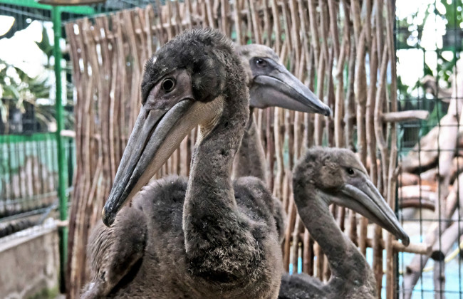 В зоопарке в Киеве вывели и вырастили редких розовых пеликанов – показали фото