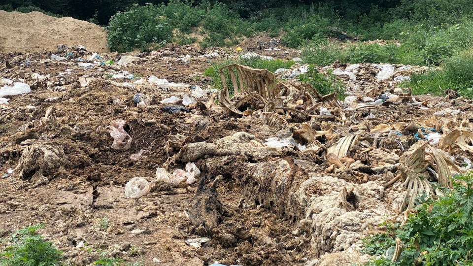 На Полтавщині півтора гектари земель засмітили тваринними відходами — судитимуть керівника одного з підприємств