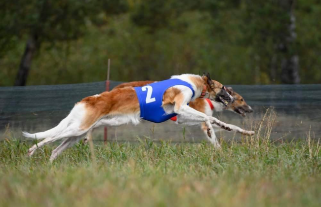 Новая Зеландия запретит гонки охотничьих собак борзых
