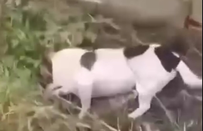 На Ровенщине 15-летний парень застрелил собаку из винтовки, потому что та мешала ему