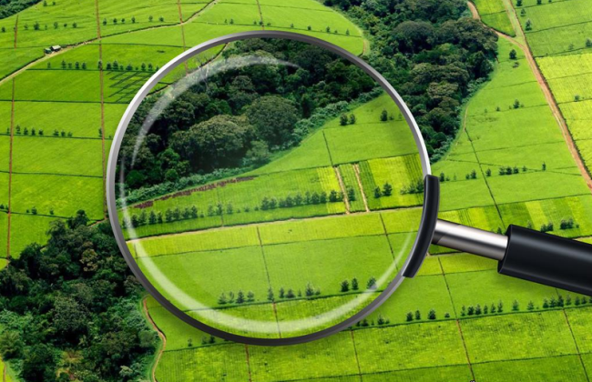 Четверо дельцов в Житомирской области незаконно завладели более 650 га земли