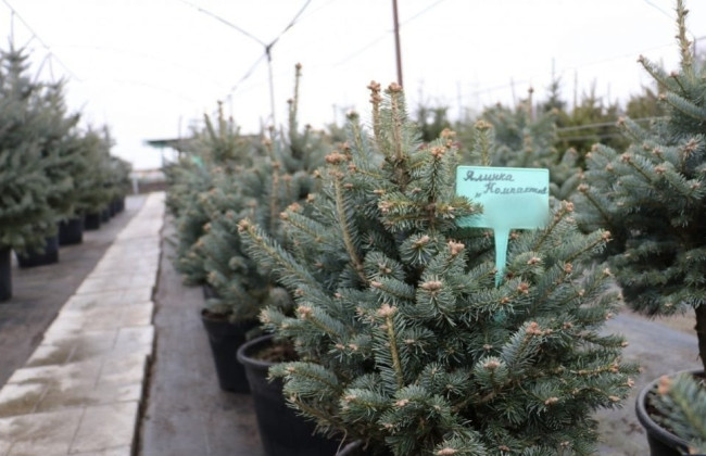 У Міндовкілля оприлюднили вартість живої новорічної ялинки