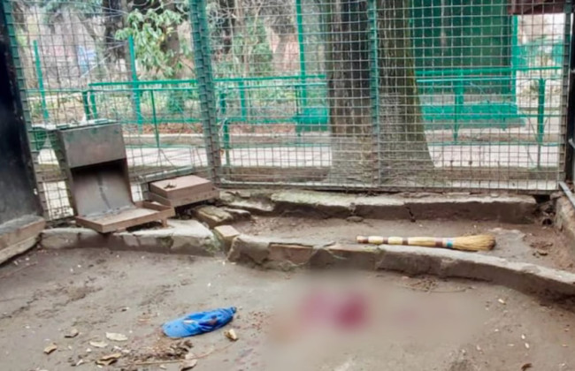 В Одессе полицейские убили леопарда в зоопарке – детали