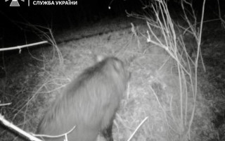 У ДПСУ показали, яких порушників кордону зафіксували фотопастки – фото