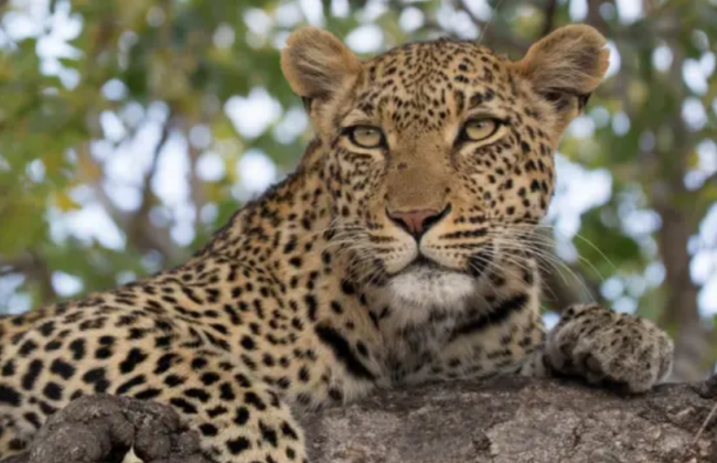 После ликвидации леопарда в зоопарке в Одессе директор учреждения объяснил, что произошло