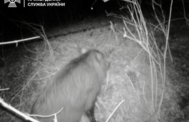 В ГПСУ показали, каких нарушителей границы зафиксировали фотоловушки – фото