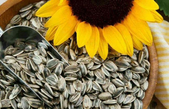 Руководство госпредприятия в Кировоградской области подозревают в присвоении 230 тонн семян подсолнечника на почти 3 млн гривен