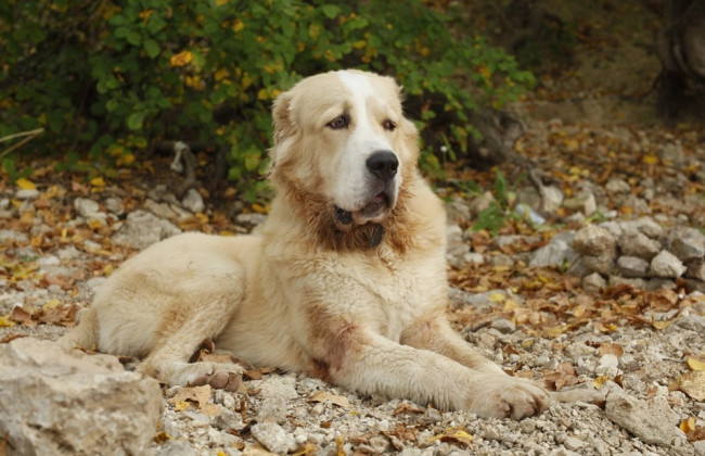 В Киеве хозяина овчарки, которая покусала девушку, приговорили к 2 годам лишения свободы