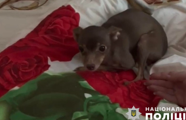 В Киеве мужчина издевался над собакой из-за того, что она сходила в туалет не в отведенном для этого месте