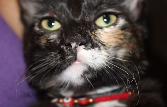 Суд наказал женщину, которая пыталась пожарить на гриле кошку своей дочери