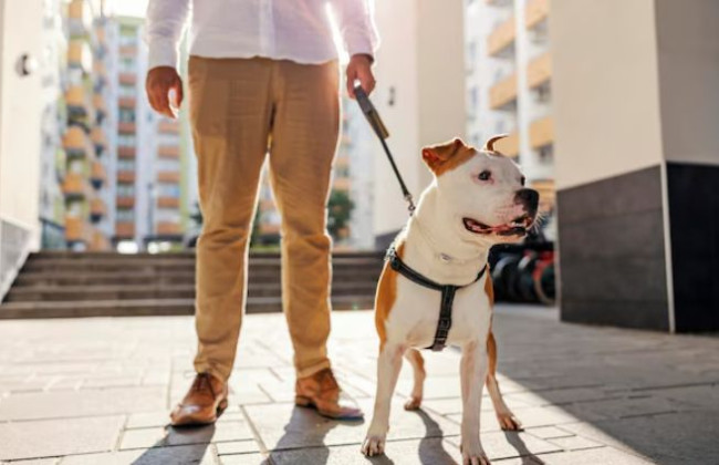 Суд приговором обязал мужчину заботиться о 15 собаках за убийство 11 собак