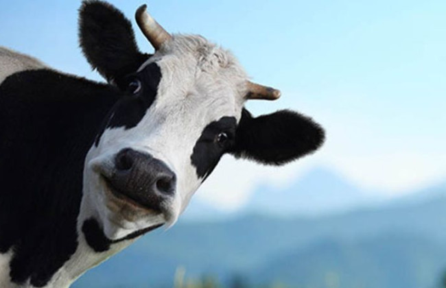 Правительство утвердило порядок ведения Реестра госсертификатов по благополучию животных