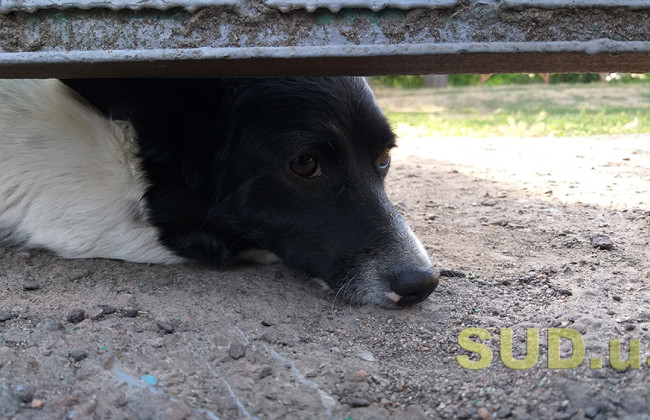 На Київщині суд конфіскував у власника собаку, який зубами подряпав перехожу жінку