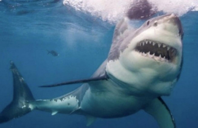 Акула напала на туристов в Египте – один погиб, другой ранен