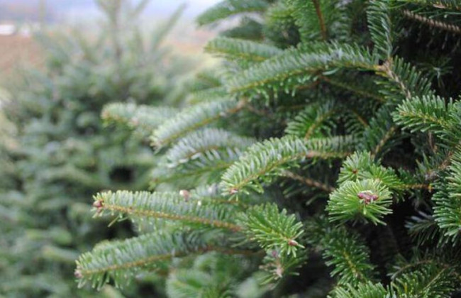 Куда можно сдать елку после праздников в Киеве