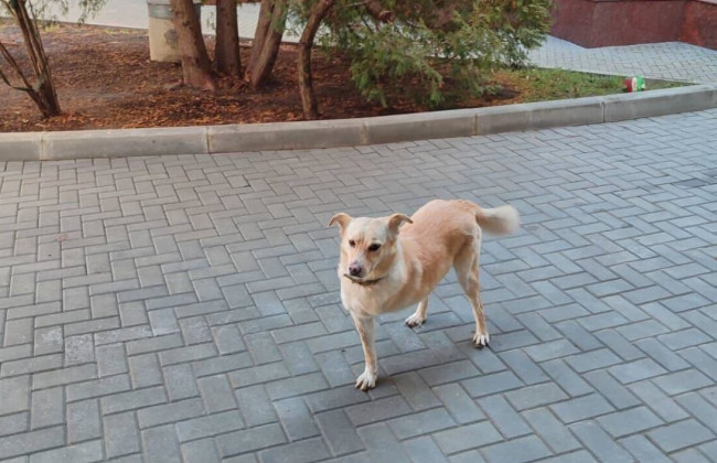 У Молдові у новорічну ніч загубився собака президентки Маї Санду