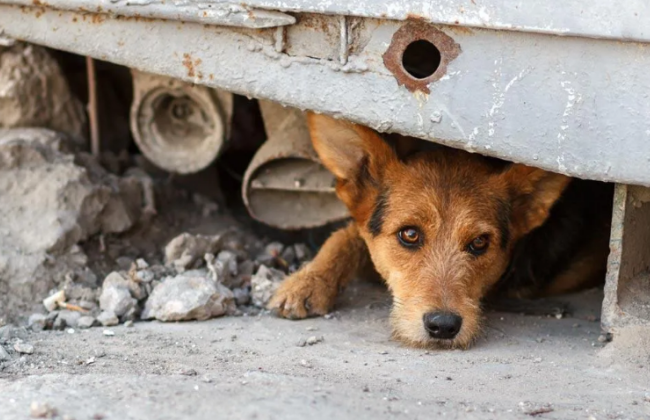 На Киевщине в Боярке убили собаку на детской площадке – полиция разыскивает свидетелей
