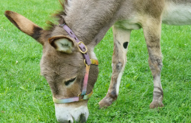 Умер осел Перри, ставший прототипом героя из «Шрека»