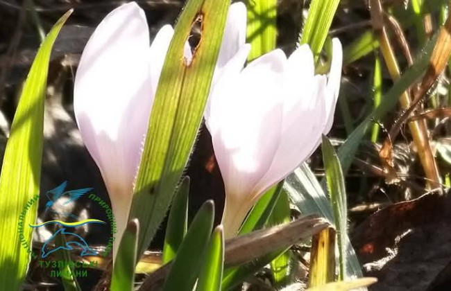 В Одесской области зацвел краснокнижный безвременник анкарский