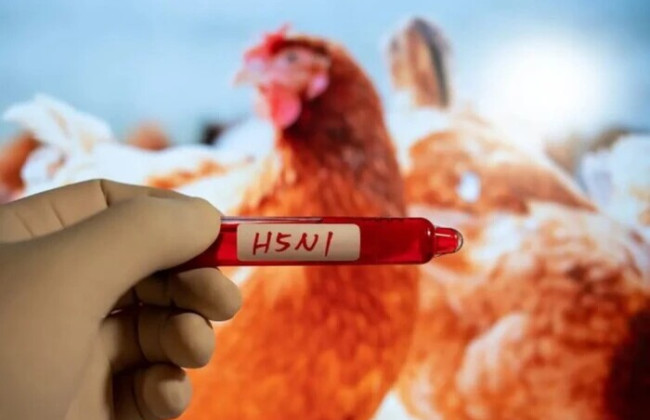 В США зафиксирована первая смерть от птичьего гриппа H5N1
