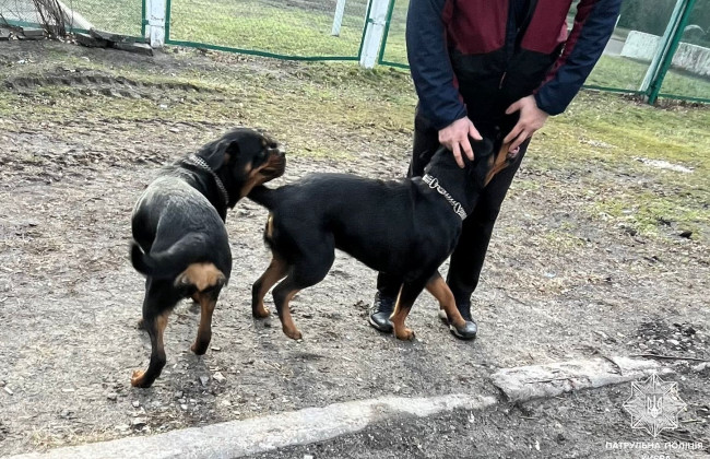 У Києві правоохоронці визволили собак із зачиненого авто