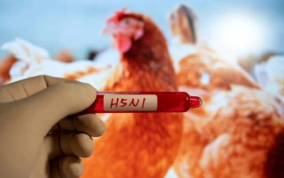 У США зафіксована перша смерть від пташиного грипу H5N1