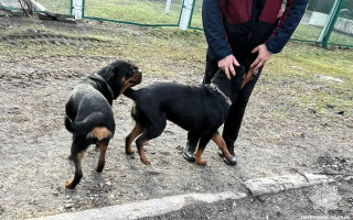 У Києві правоохоронці визволили собак із зачиненого авто