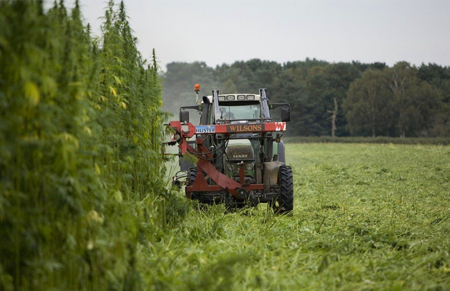 На Житомирщине усеяли коноплей 800 гектаров, чтобы возродить отрасль