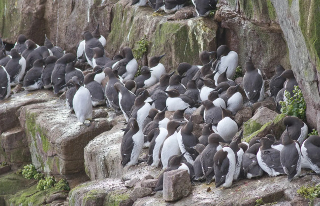 «Рай для интроверта» – Шотландия ищет смотрителя для необитаемого острова Ханда с зарплатой $2600 в месяц