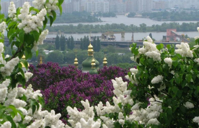 Землю ботсада имени Гришко в Киеве передали под жилую застройку несмотря на запрет — Госаудитслужба