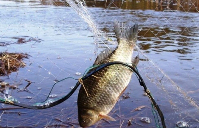 Наловили рыбы на 100 тысяч — на Волыни будут судить трех браконьеров