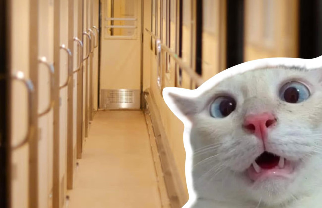 Ведро с яйцами, котик и $6000 в кошельке – что забывали пассажиры в поездах УЗ в 2024 году