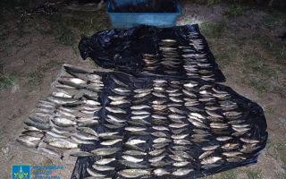 У Миколаєві судитимуть браконьєра, який наловив риби на 420 тисяч гривень