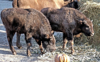 У Києві проведуть ланчі для маленьких зубренят – фото