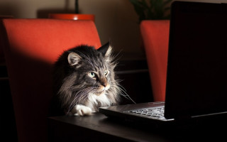 У Китаї кіт одним кліком на ноутбуці звільнив свою господиню з роботи