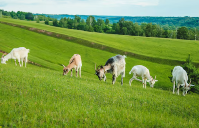 На Буковині суд оштрафував чоловіка, який випасав кіз на кладовищі