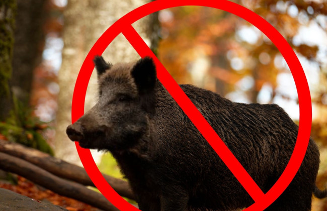 На Винниччине зафиксировали африканскую чуму свиней