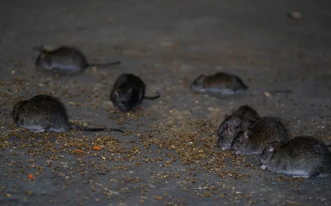 Щури з'їли понад 180 тонн марихуани у поліцейському відділку