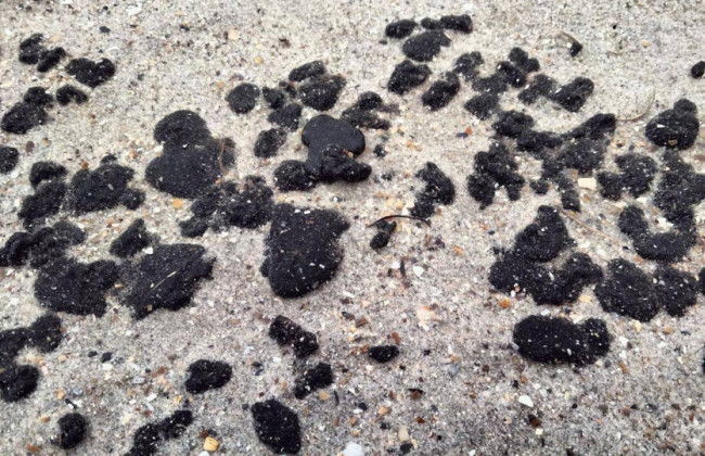 Мазут с российских танкеров может сделать рыбу в Черном море токсичной